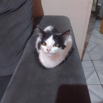 Frajolinha imagem 1 - Sem Raça Definida