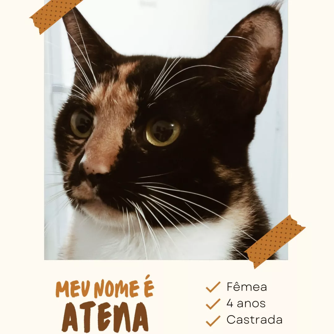 Atena - Sem Raça Definida