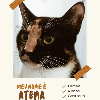 Atena imagem 1 - Sem Raça Definida