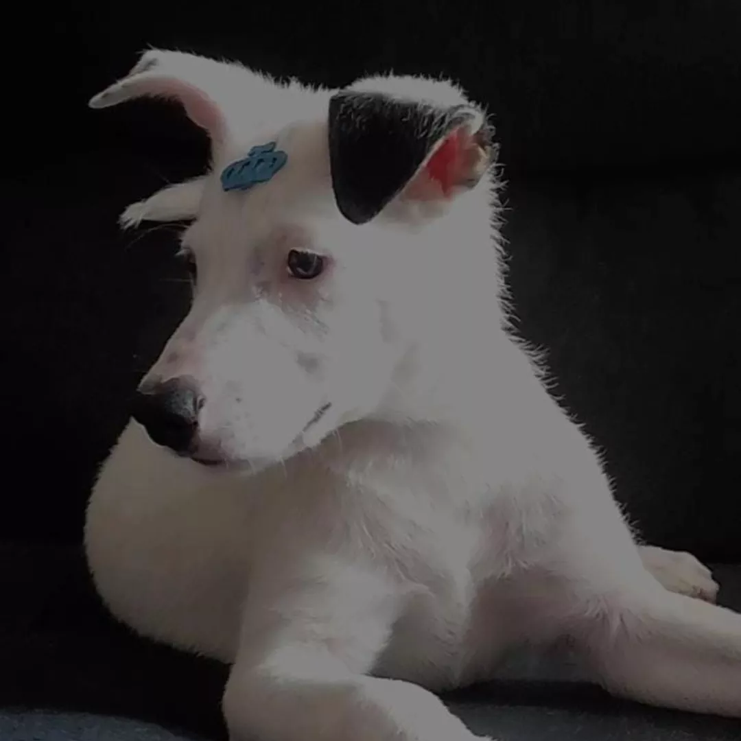 Bob - Sem Raça Definida