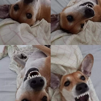 Tony imagem 1 - Sem Raça Definida
