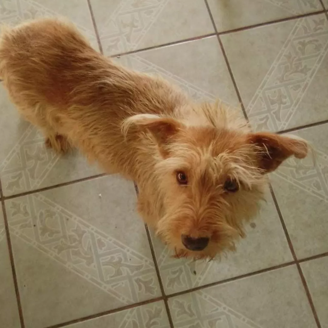 Lolita - Sem Raça Defenina