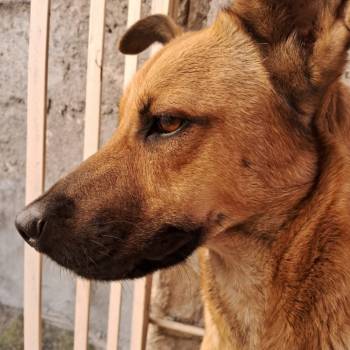 Maggie imagem 2 - 