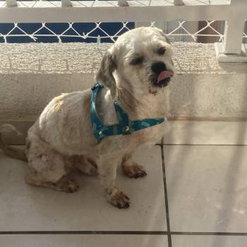 Floquinho imagem 1 - 