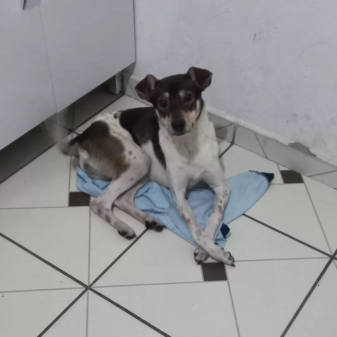 Berenice - Sem Raça Definida