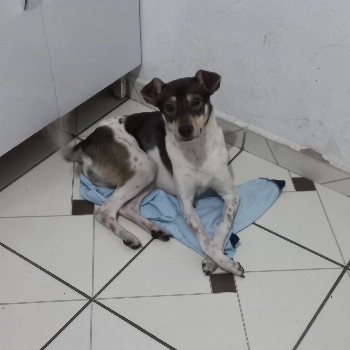 Berenice imagem 1 - Sem Raça Definida