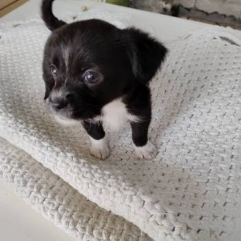 Zéca imagem 1 - 