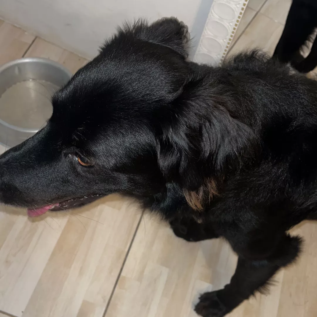 Tod - Sem Raça Definida