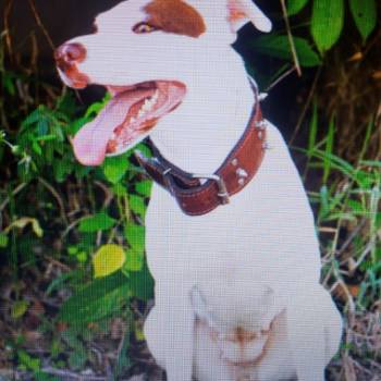 Safira imagem 1 - 