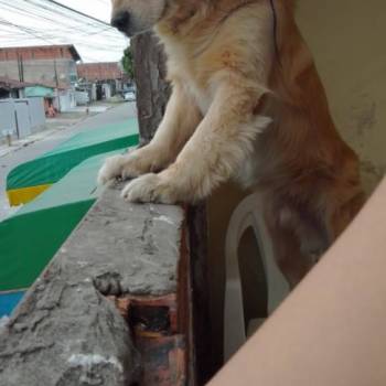 Alemão imagem 1 - 