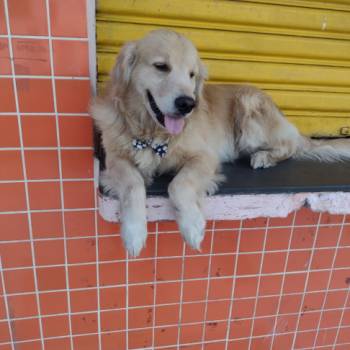 Alemão imagem 2 - 