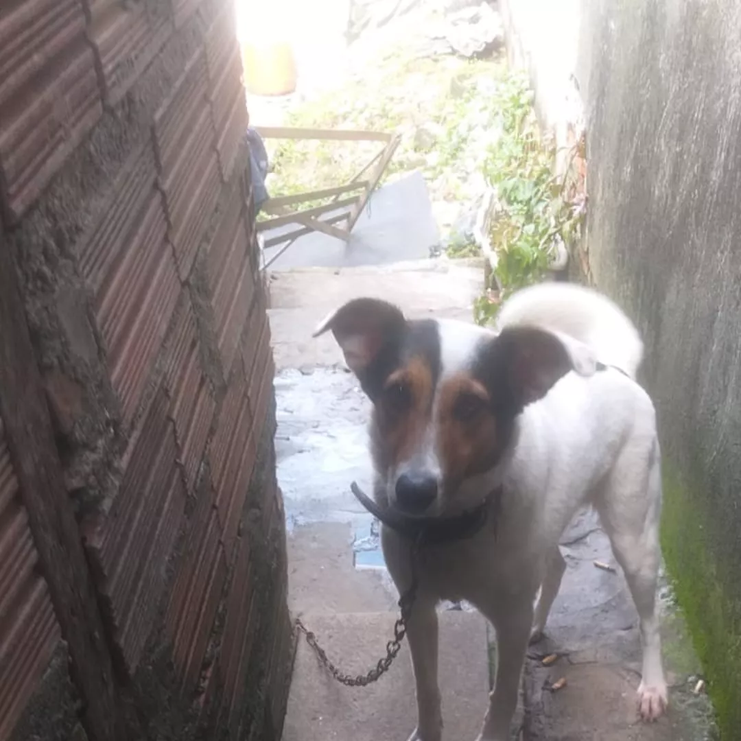 Gazela - Sem Raça Definida