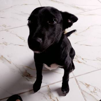 Daruque imagem 1 - 