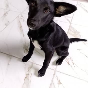 Daruque imagem 2 - 