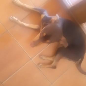 Marrom imagem 1 - 