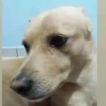 Marley imagem 1 - Sem Raça Definida