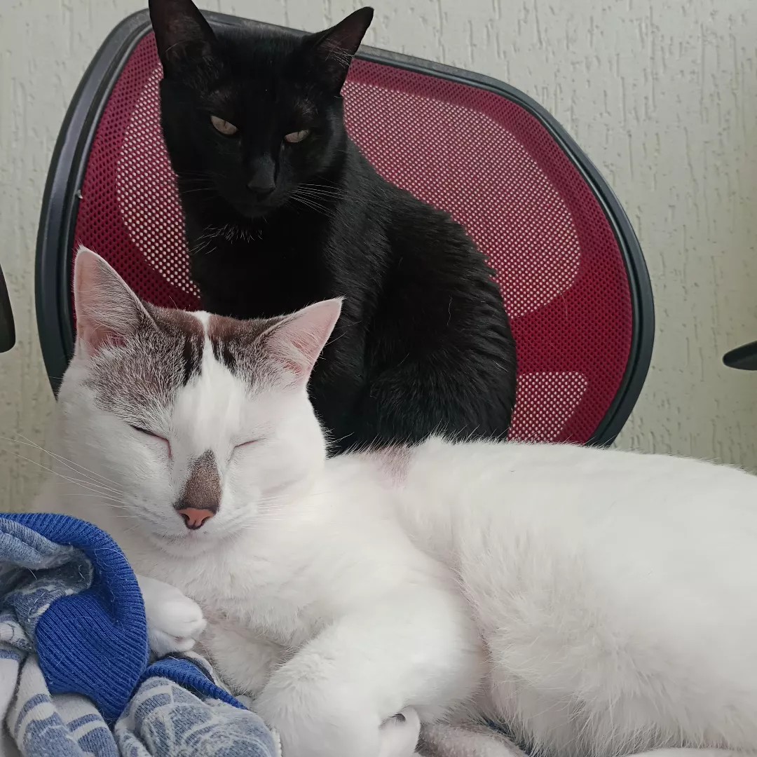 Serafim - Sem Raça Definida