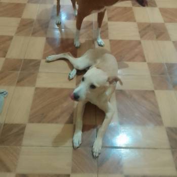 Lucky imagem 1 - 