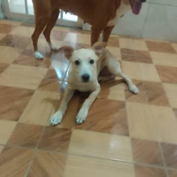 Lucky imagem 3 - 
