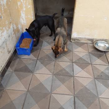 Casal De Cachorro imagem 1 - 