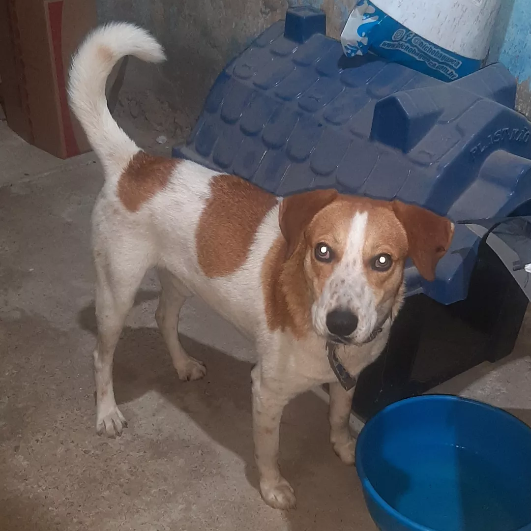 Fandangos - Sem Raça Definida