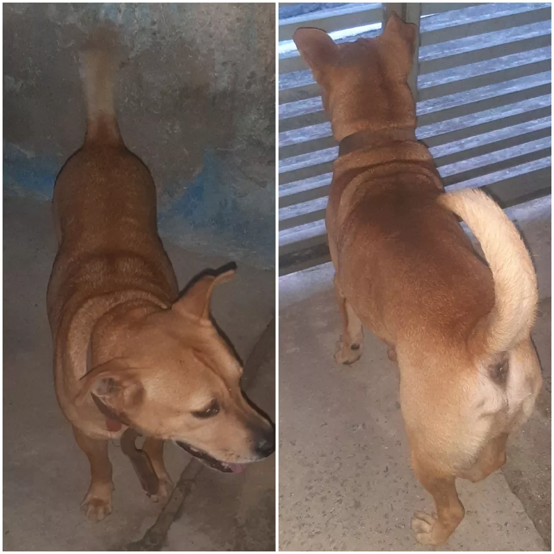 Caramelo - Sem Raça Definida