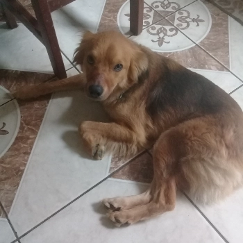 Romeu imagem 1 - Sem Raça Definida