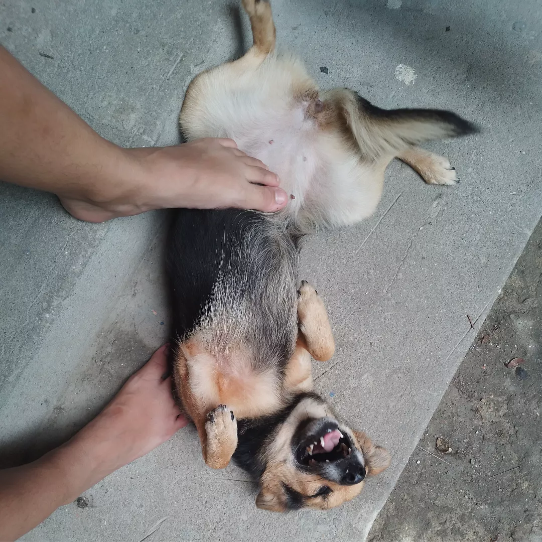 Chorona - Sem Raça Definida