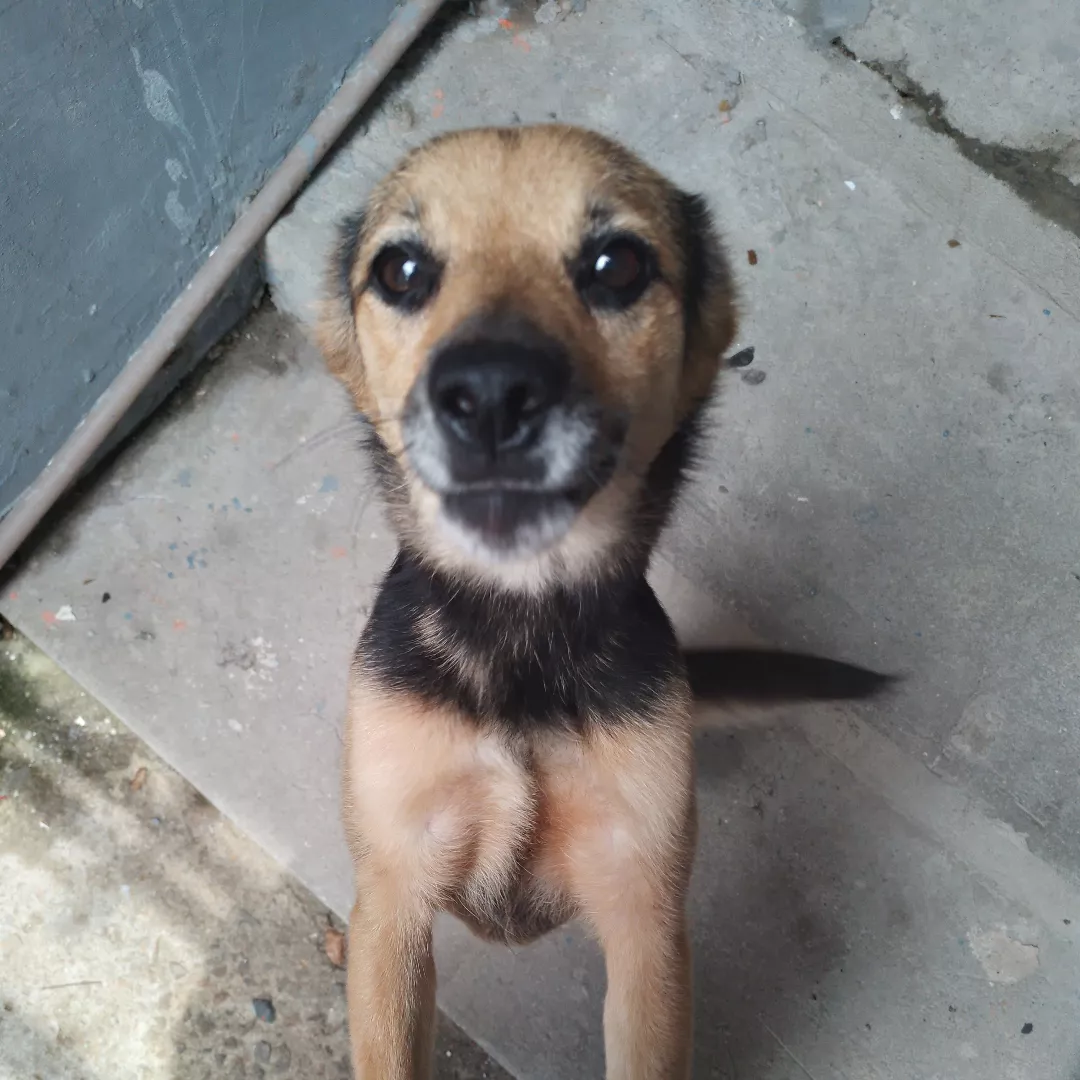 Chorona - Sem Raça Definida