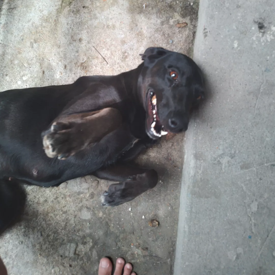 Pretinha - Sem Raça Definida