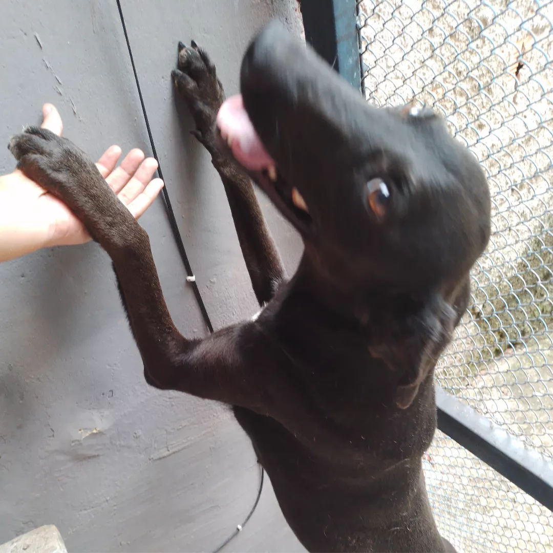 Pretinha - Sem Raça Definida