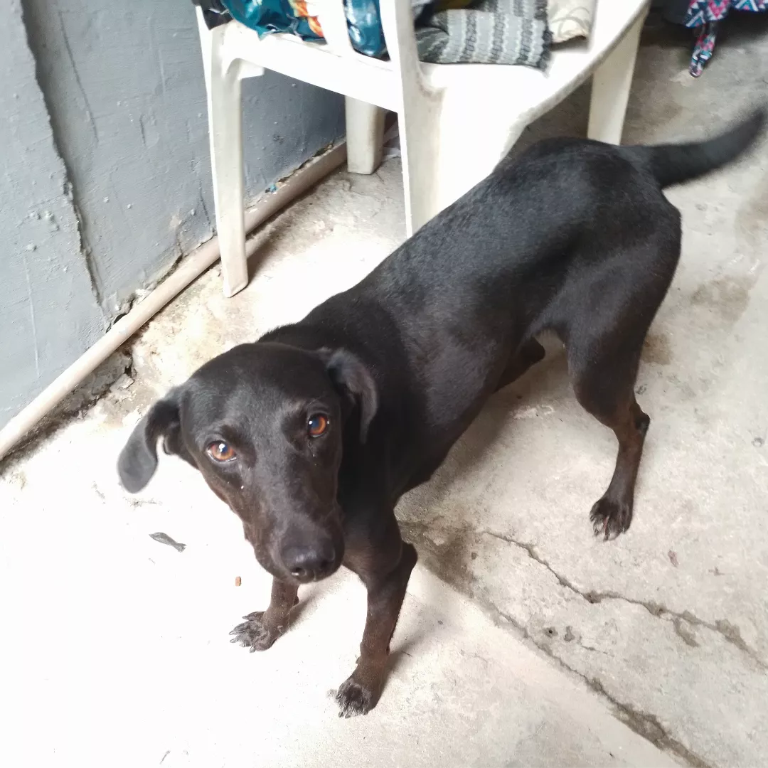 Pretinha - Sem Raça Definida