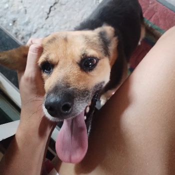 Chorona imagem 3 - Sem Raça Definida