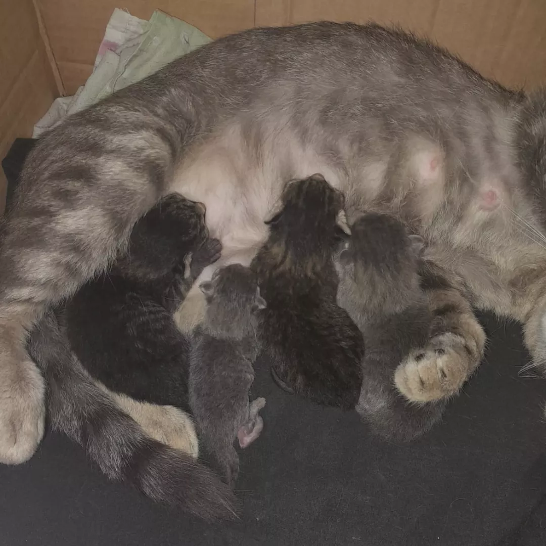 Mãe Com Os Filhotes - Sem Raça Definida