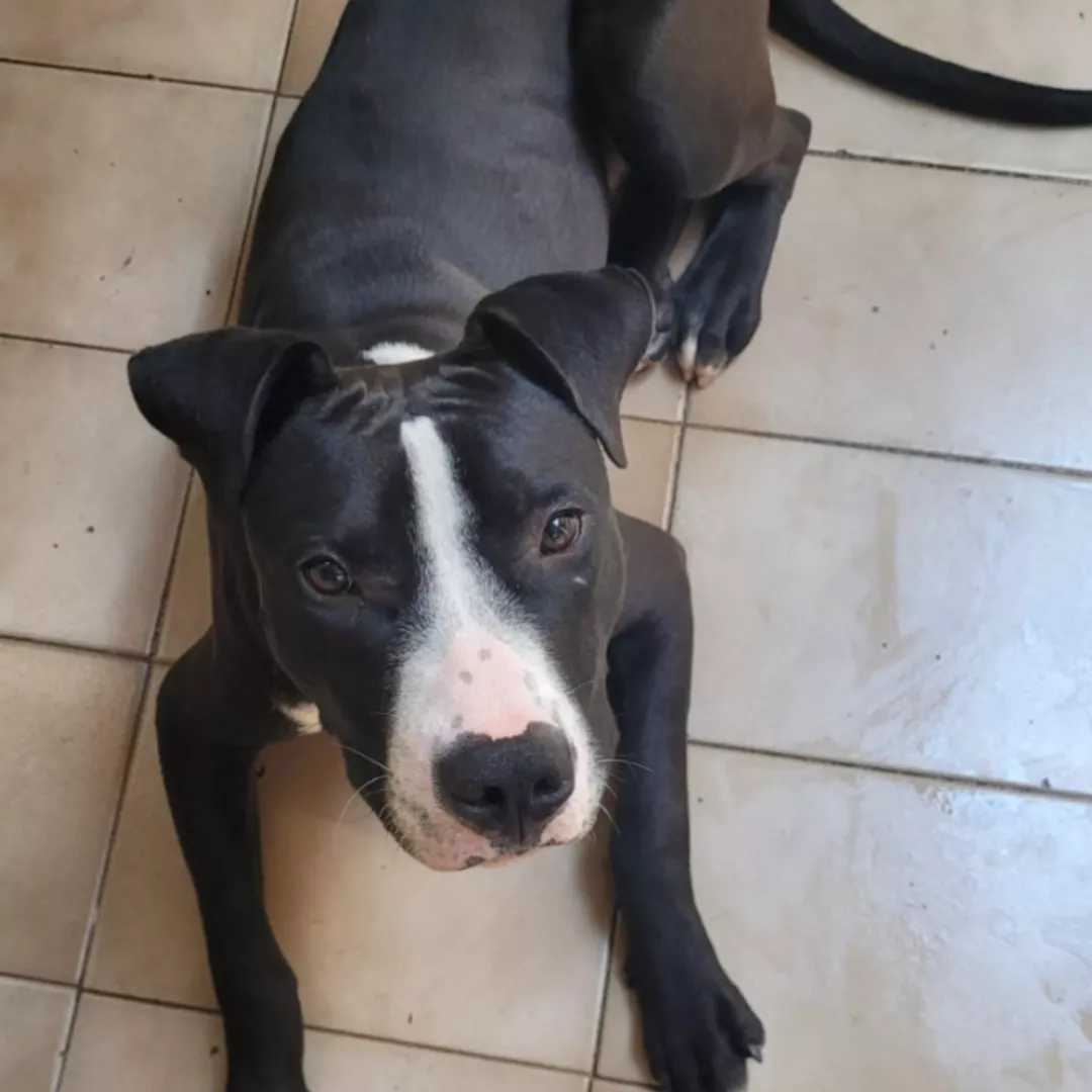 Bruce  Raça Pitbull - Rottweiler