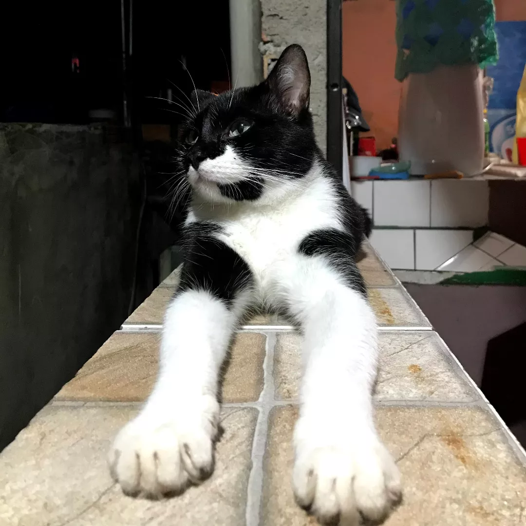 Dante - Sem Raça Definida