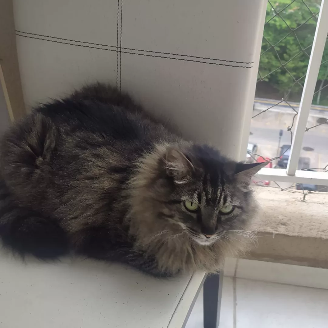 Pandora - Sem Raça Definida