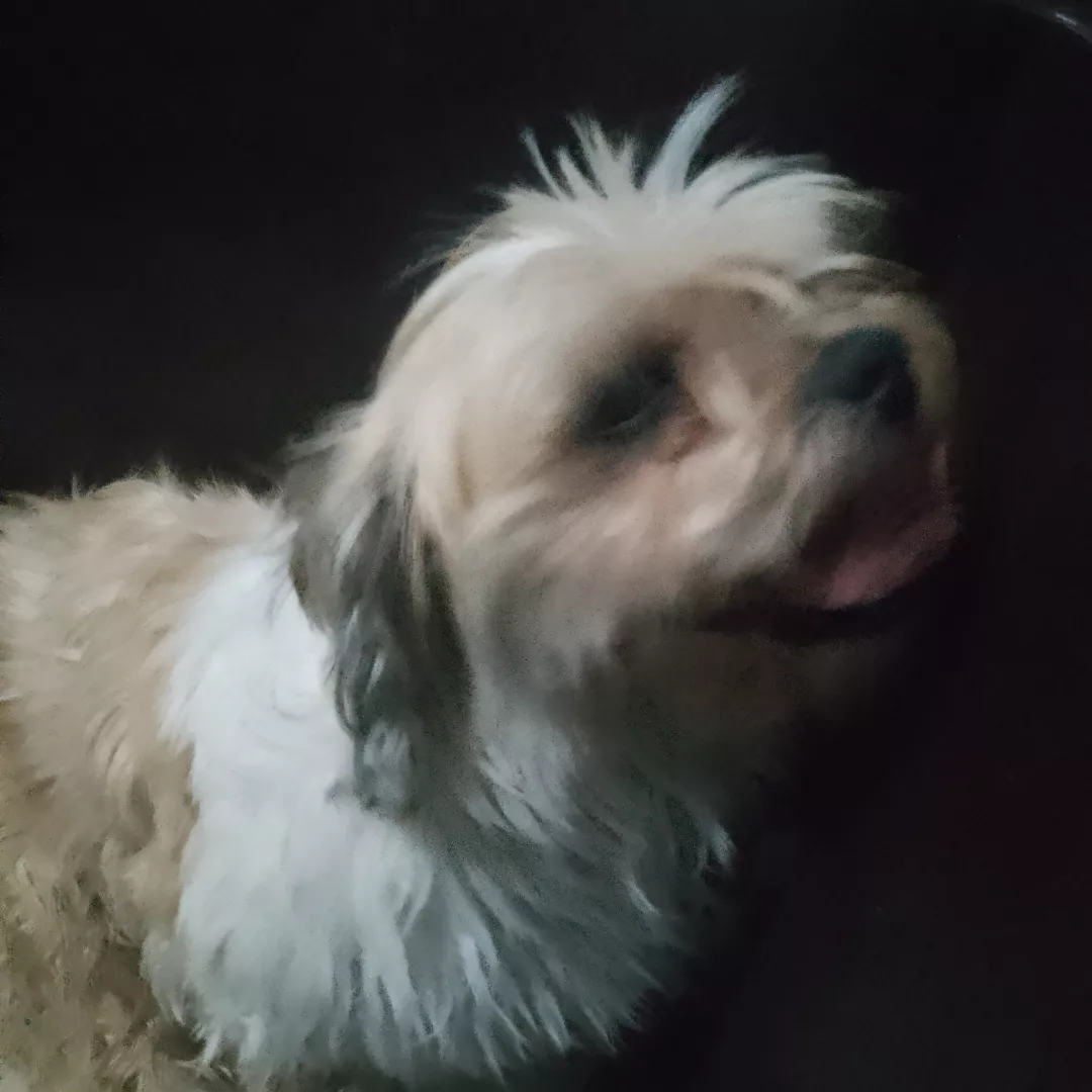 Toby - Sem Raça Definida