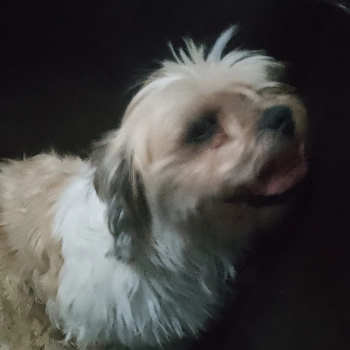 Toby imagem 1 - Sem Raça Definida