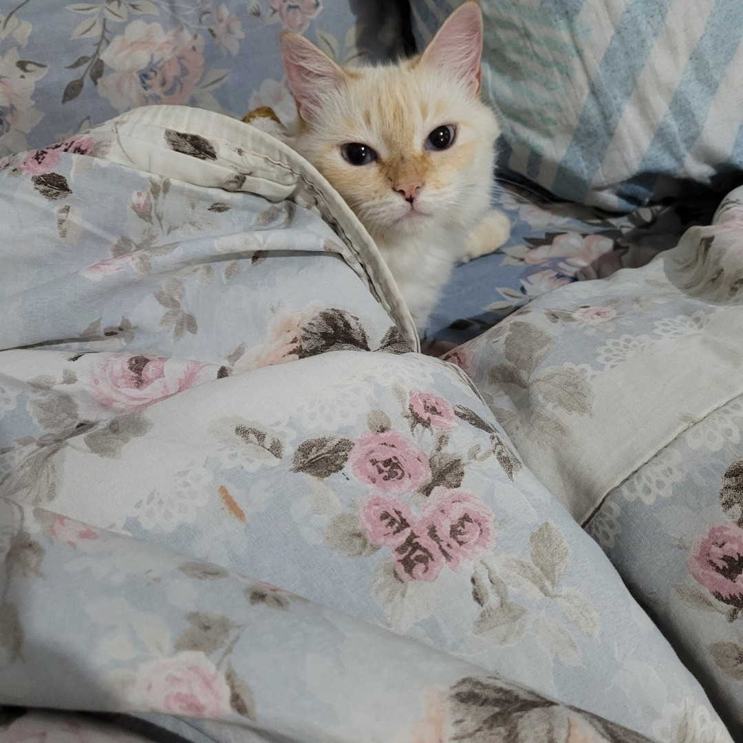 Izzie imagem 2 - Sem Raça Definida