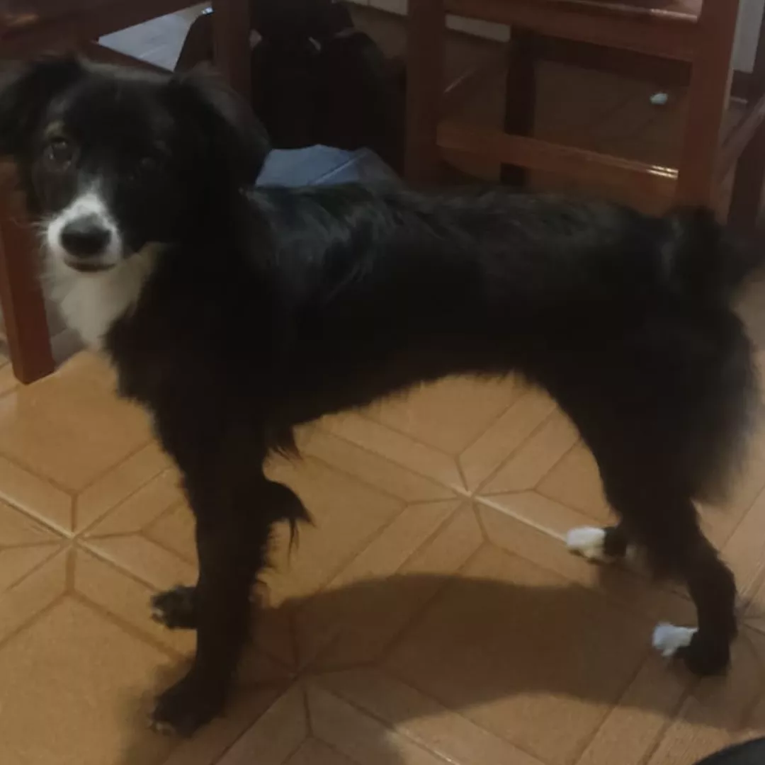 Bia - Sem Raça Definida