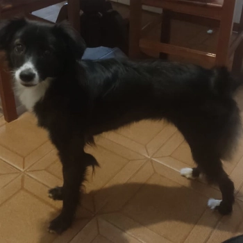 Bia imagem 1 - Sem Raça Definida