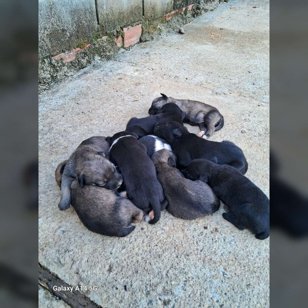 Eles Não  Tem Nomes - 