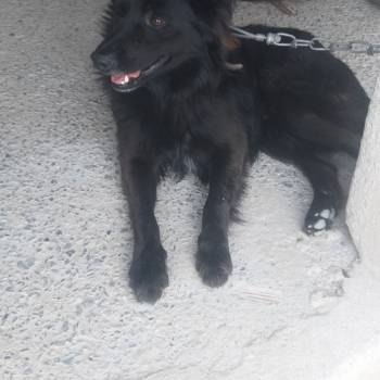 Urso imagem 1 - 