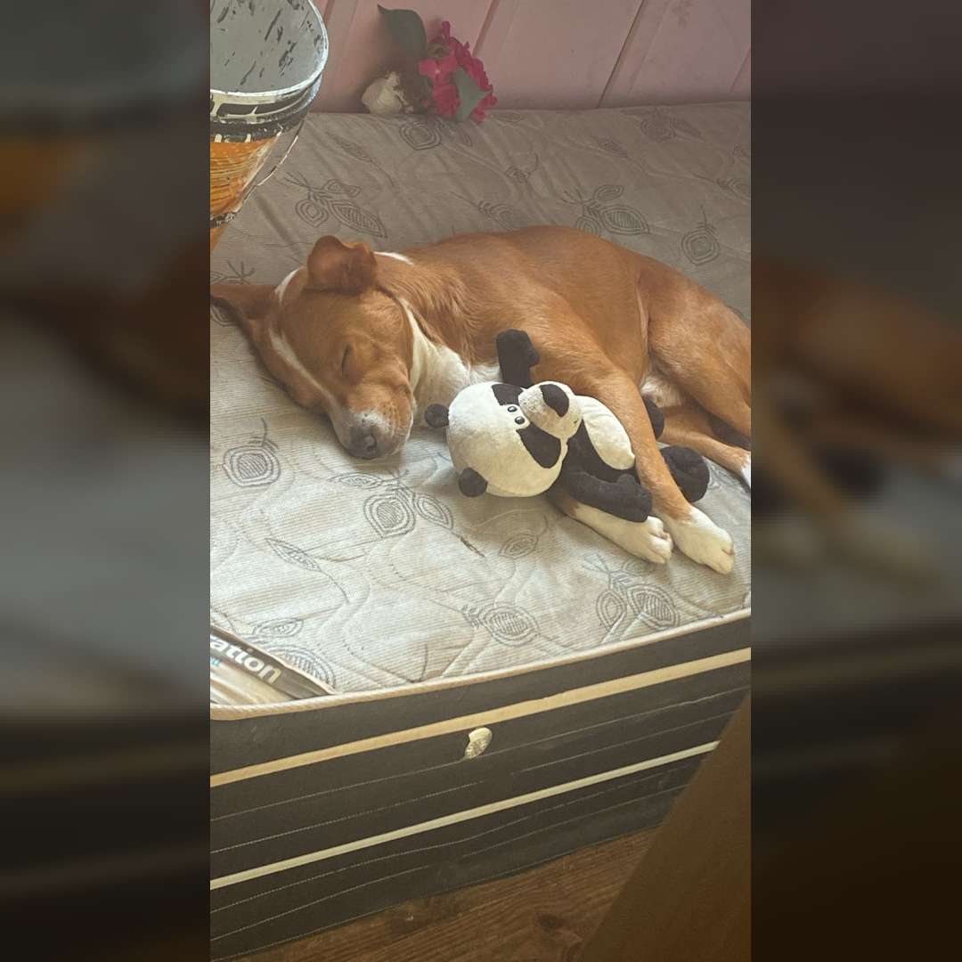 Beethoven E O Torando - 