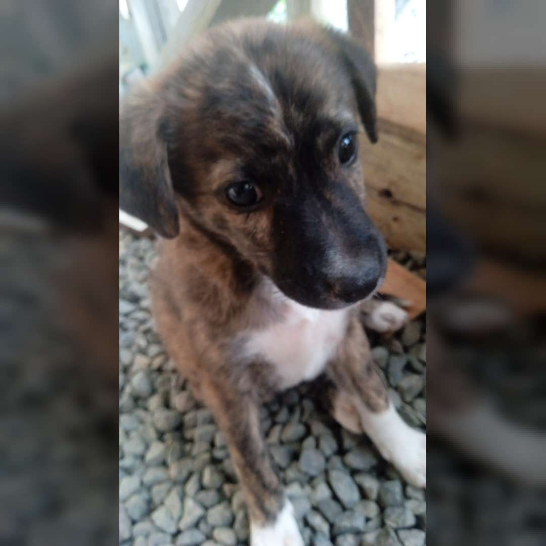 Beethoven E O Torando - 