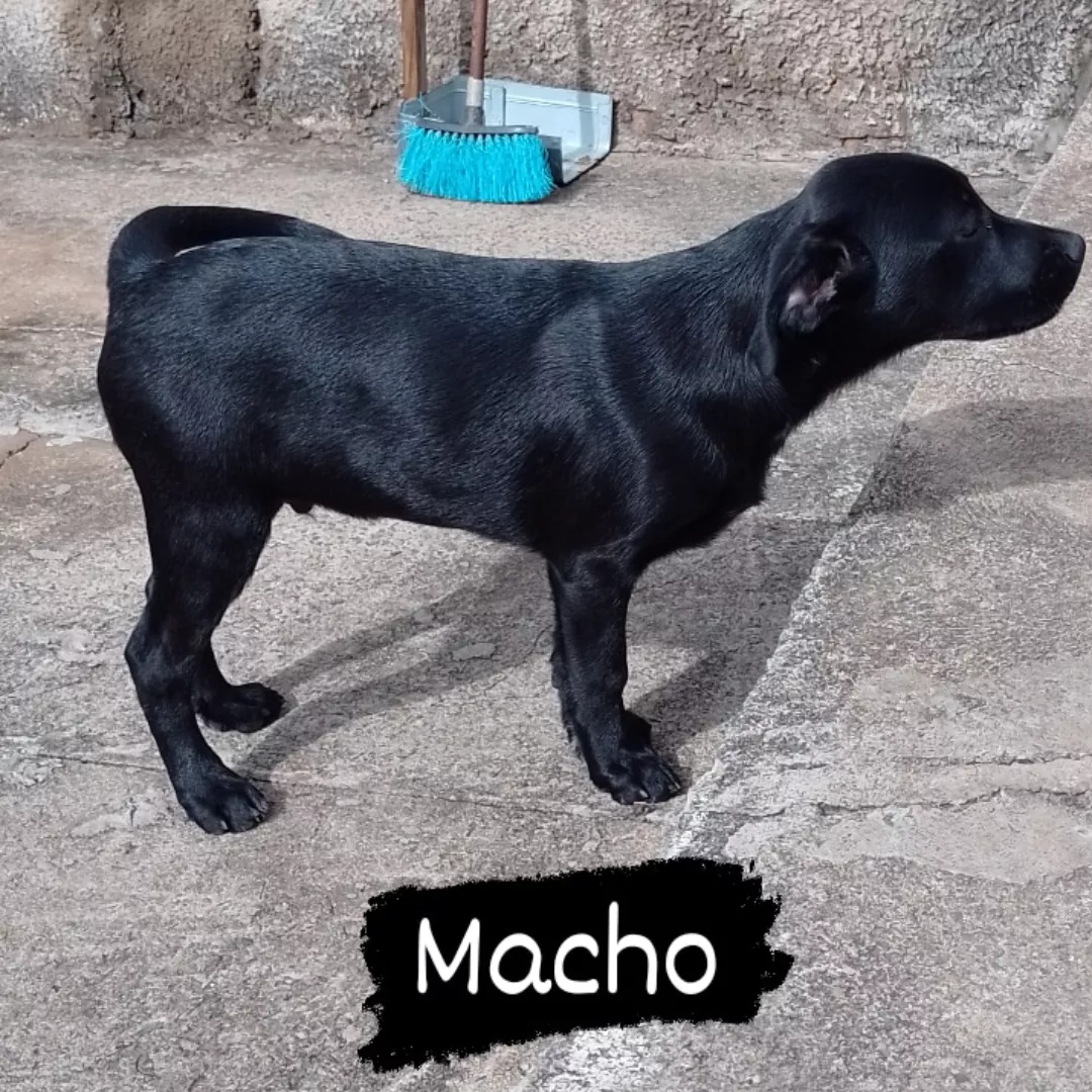 Preto - Sem Raça Definida