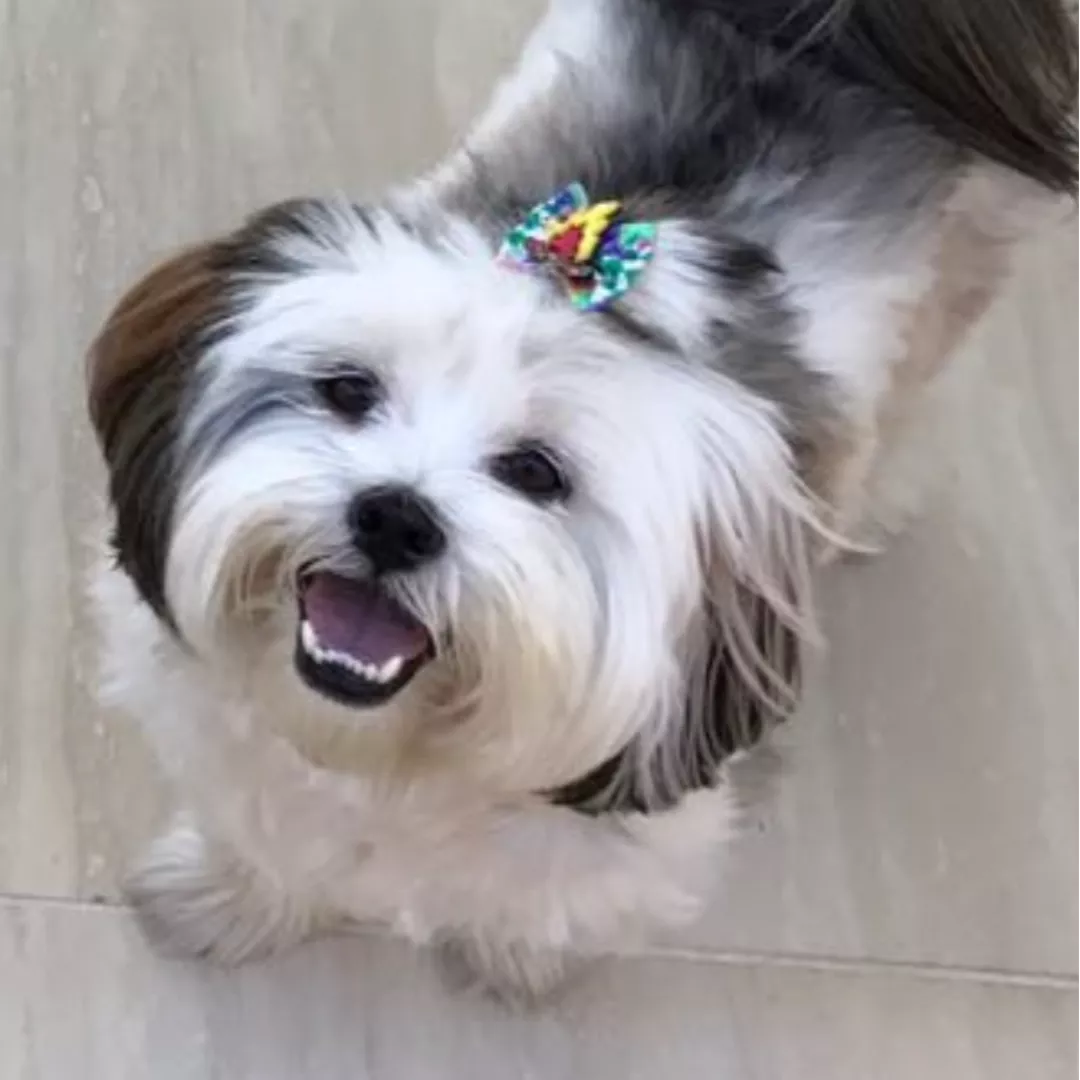 Nina - Sem Raça Definida