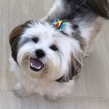 Nina imagem 1 - Sem Raça Definida