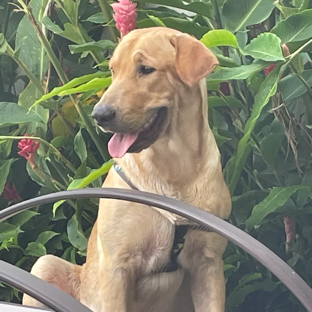 Faísca - Labrador Retriever